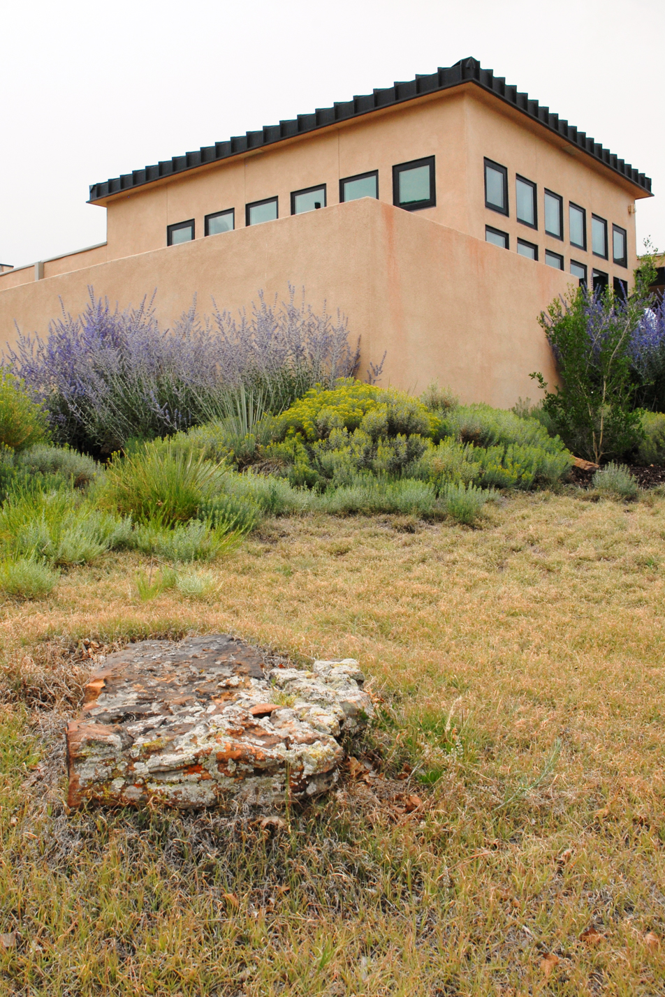 Buffalograss Front Yard